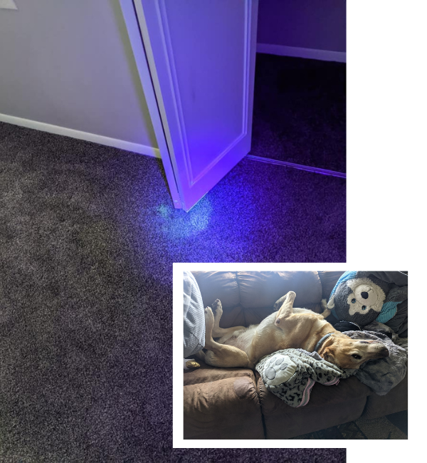 Pet Odor Stain Removal Cleaning In New London Wi