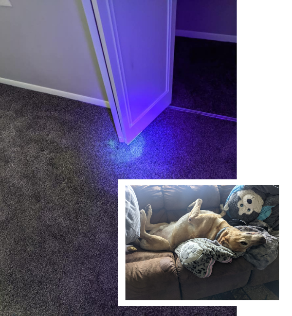 Pet Odor Stain Removal Cleaning In Hortonville Wi