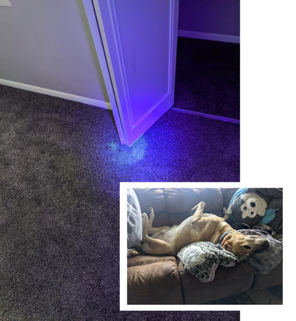 Pet Odor Stain Removal Cleaning In Waupaca Wi